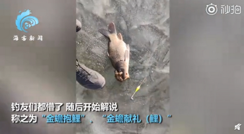 金蟾抱鲤是怎么意思