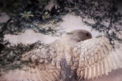 墓地环境的诸多影响？