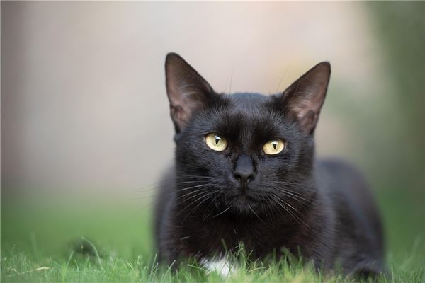 黑猫进宅必有一祸
