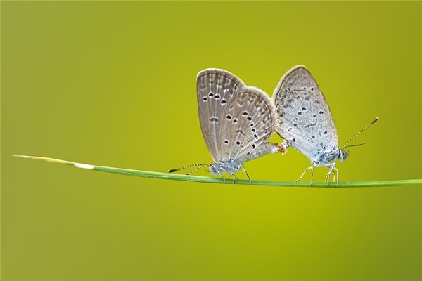 白蝴蝶进屋代表怎么预兆