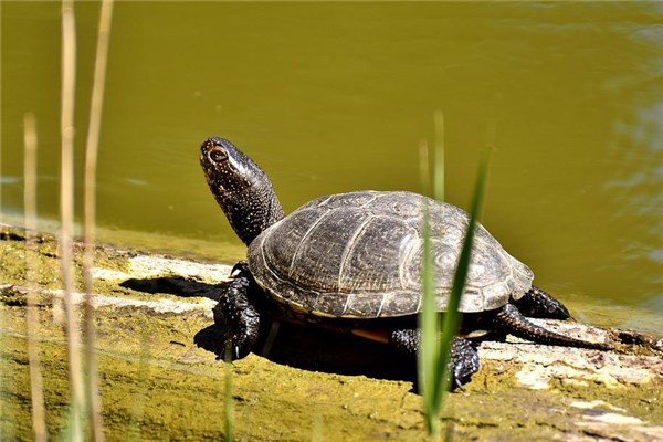 家族养乌龟讲究养龟穷三代