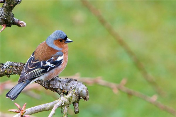 被小鸟拉屎在头上怎么预兆