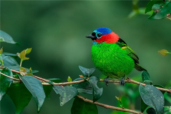 头上被鸟拉了屎预兆着怎么