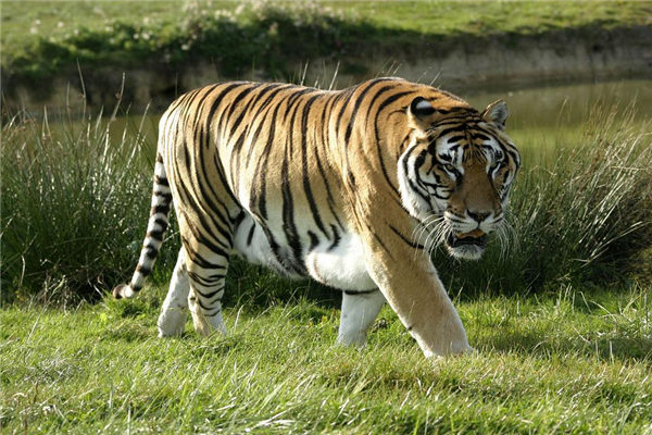 怎么属相不能挂菩提子