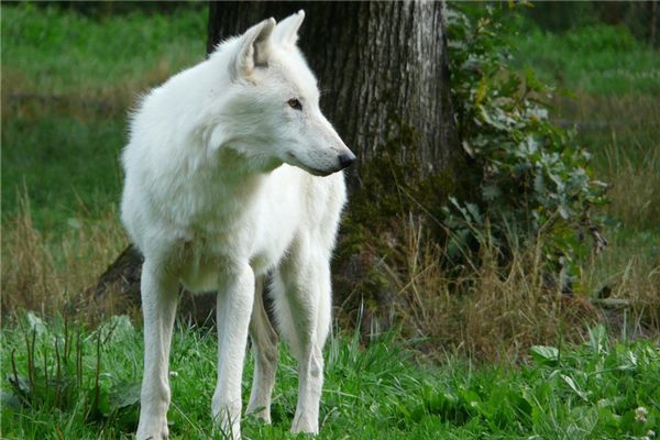 狼牙戴脖子上的隐讳