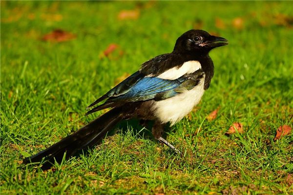 喜鹊叫位置测吉凶