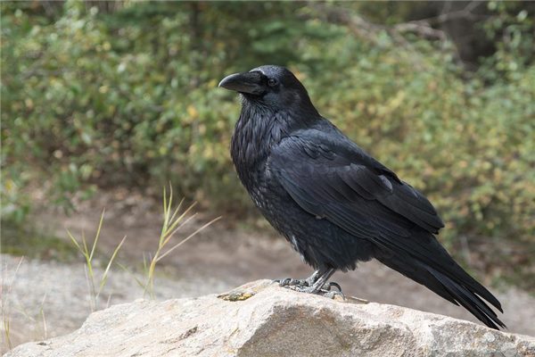 午夜听到乌鸦叫预示怎么