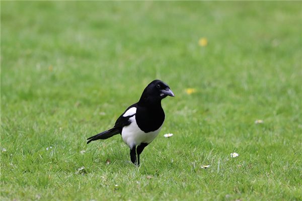 喜鹊叫时辰吉凶时间表